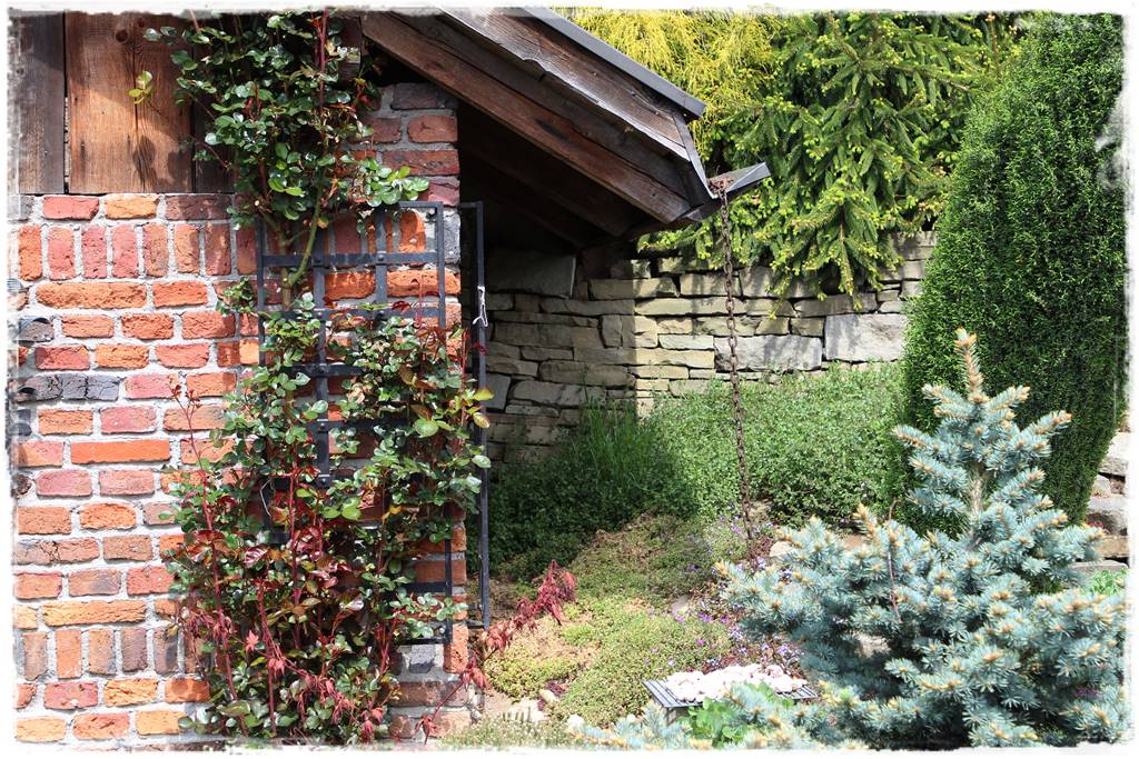 Jak podwiązać róże 1d Jak podwiązać róże 1d