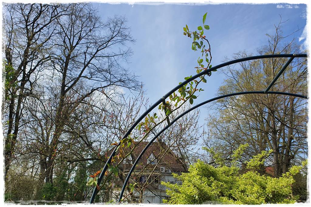 Jak podwiązać róże 2