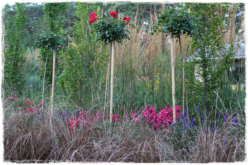 Jak podwiązać róże 2a Jak podwiązać róże 2a