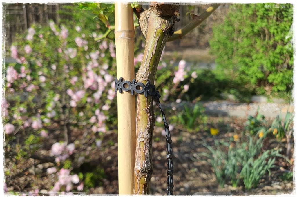 Jak podwiązać róże 2b Jak podwiązać róże 2b