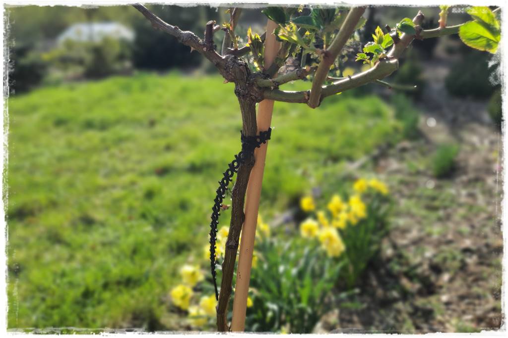 Jak podwiązać róże 2c Jak podwiązać róże 2c