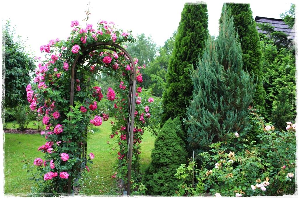 Jak podwiązać róże 2d Jak podwiązać róże 2d