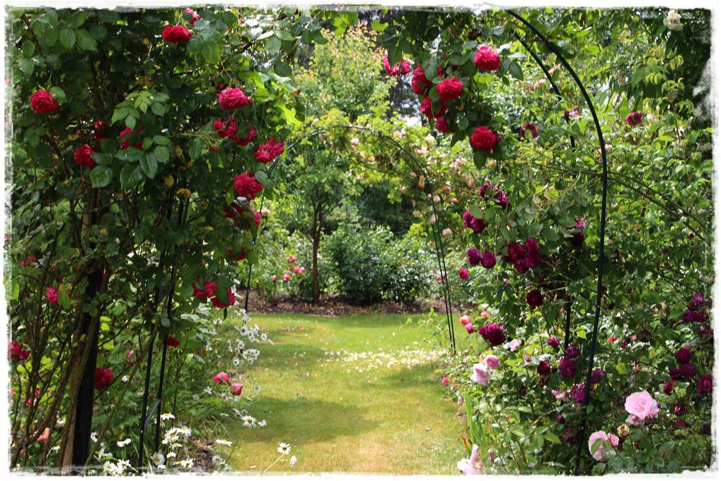 Jak podwiązać róże 2e Jak podwiązać róże 2e