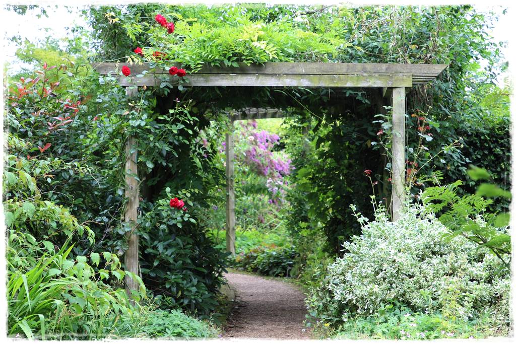 Jak podwiązać róże 2g Jak podwiązać róże 2g