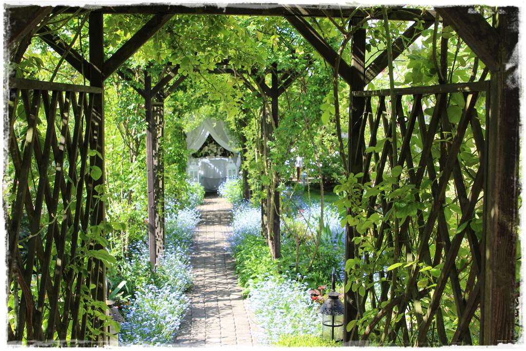 Jak podwiązać róże 2h Jak podwiązać róże 2h