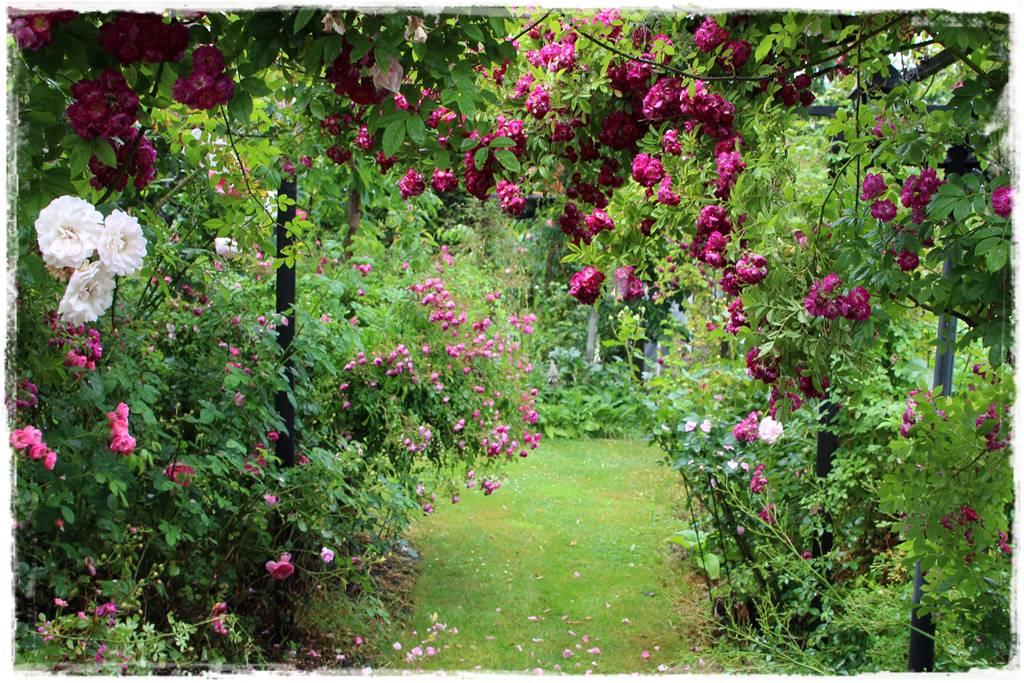 Jak podwiązać róże 2j Jak podwiązać róże 2j