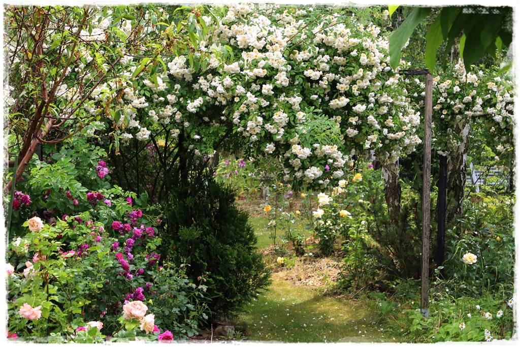 Jak podwiązać róże 2k Jak podwiązać róże 2k