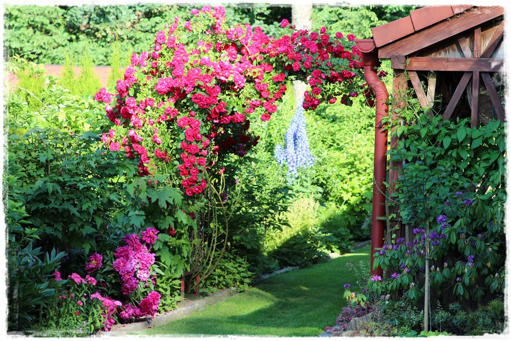 Jak podwiązać róże 2m Jak podwiązać róże 2m