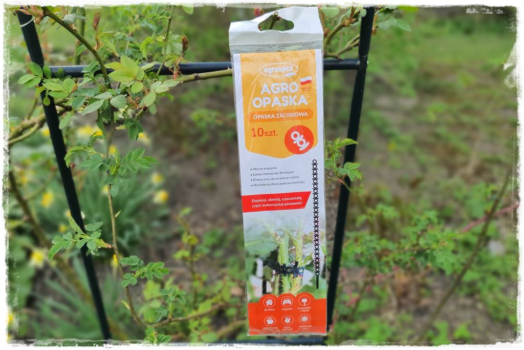 Jak podwiązać róże 3a Jak podwiązać róże 3a