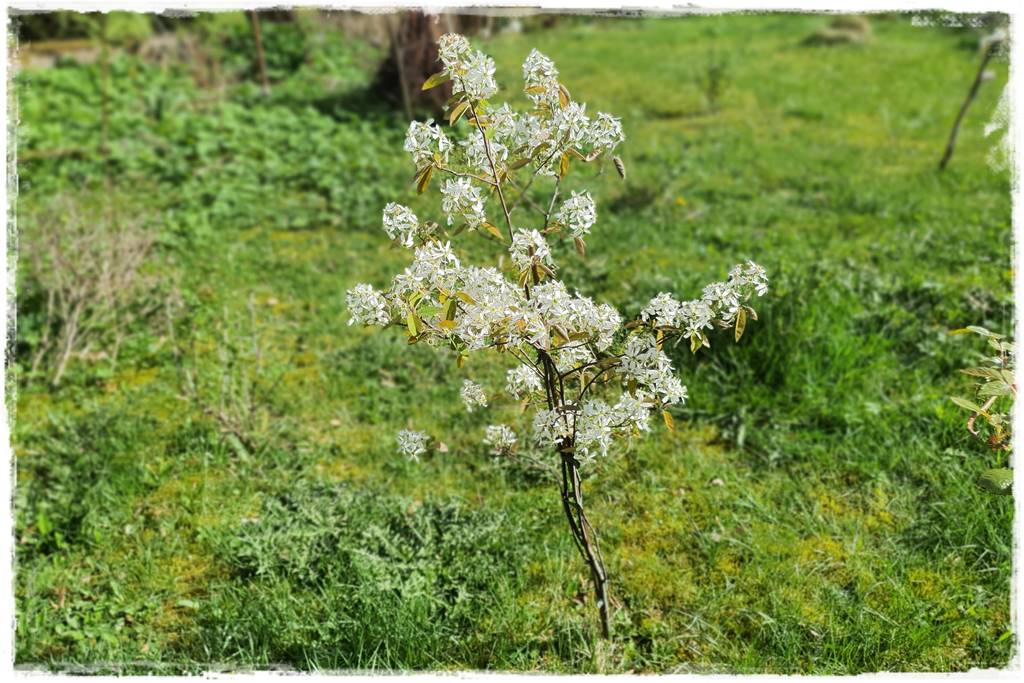 Jak podwiązać róże 3c Jak podwiązać róże 3c