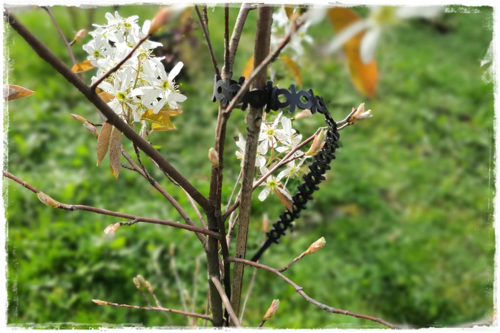 Jak podwiązać róże 3d Jak podwiązać róże 3d