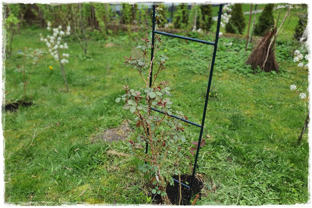 Jak podwiązać róże 3e Jak podwiązać róże 3e