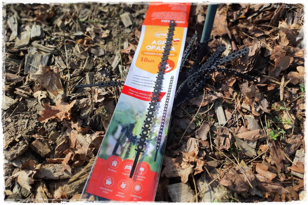 Jak podwiązać róże 3i Jak podwiązać róże 3i