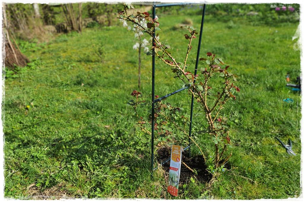 Jak podwiązać róże 4a Jak podwiązać róże 4a