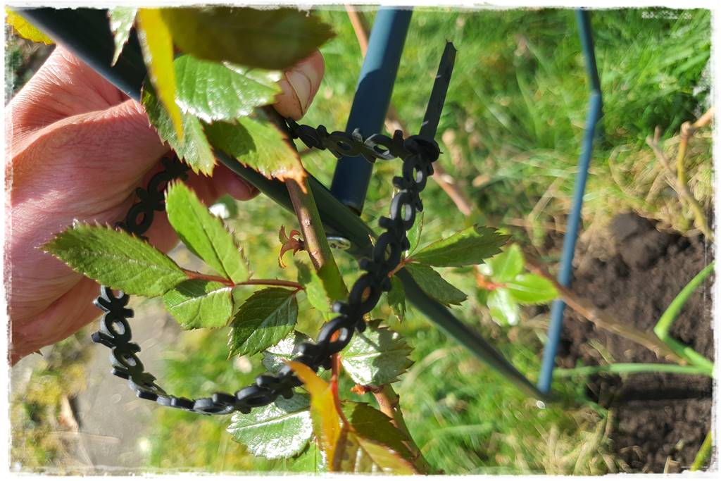 Jak podwiązać róże 4b Jak podwiązać róże 4b