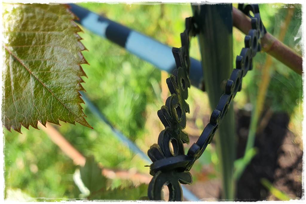 Jak podwiązać róże 4c Jak podwiązać róże 4c