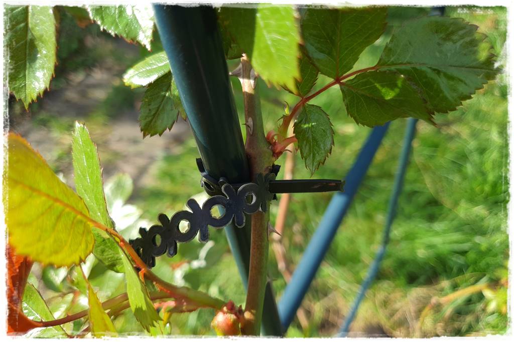 Jak podwiązać róże 4d Jak podwiązać róże 4d