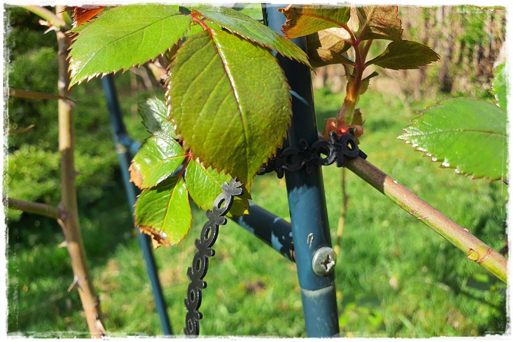 Jak podwiązać róże 4e Jak podwiązać róże 4e