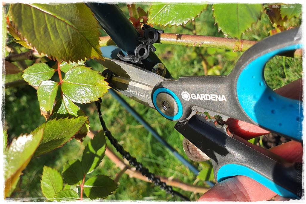 Jak podwiązać róże 4g Jak podwiązać róże 4g