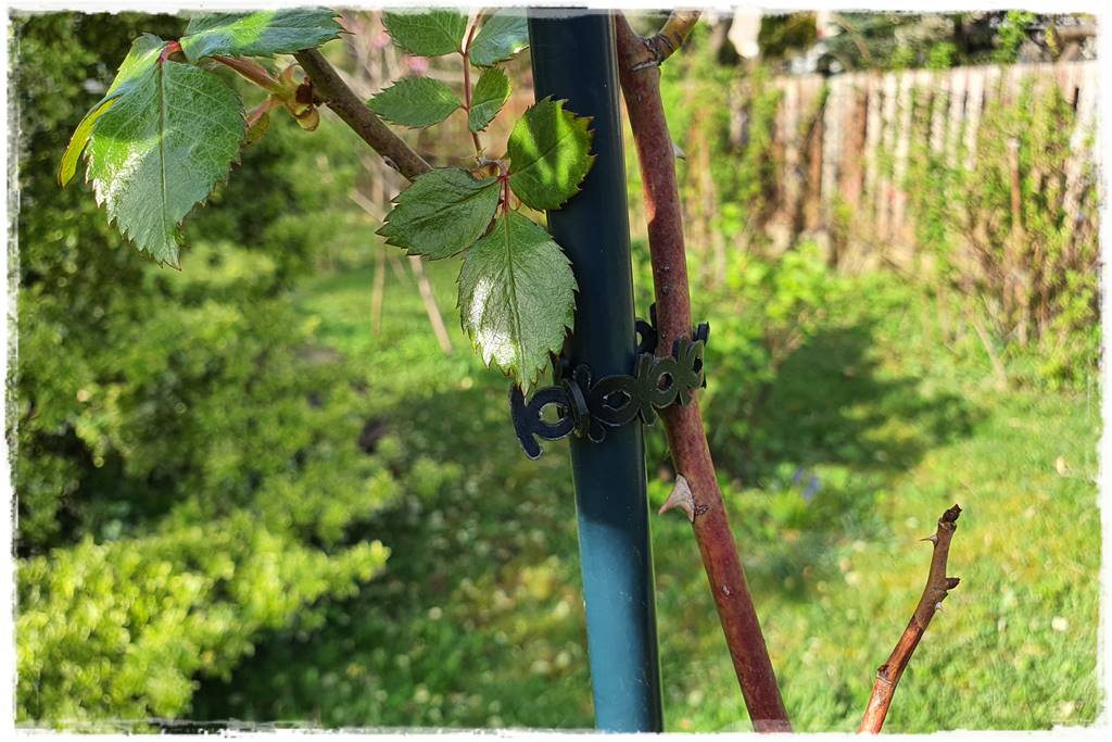 Jak podwiązać róże 4h Jak podwiązać róże 4h