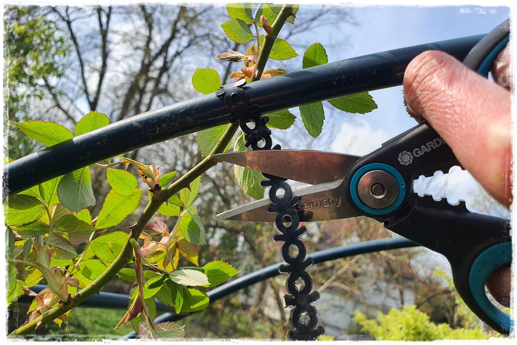 Jak podwiązać róże 5 Jak podwiązać róże 5