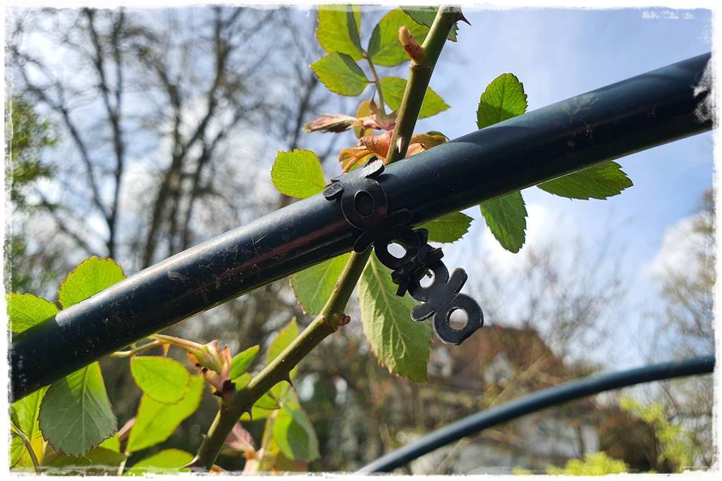 Jak podwiązać róże 5a Jak podwiązać róże 5a