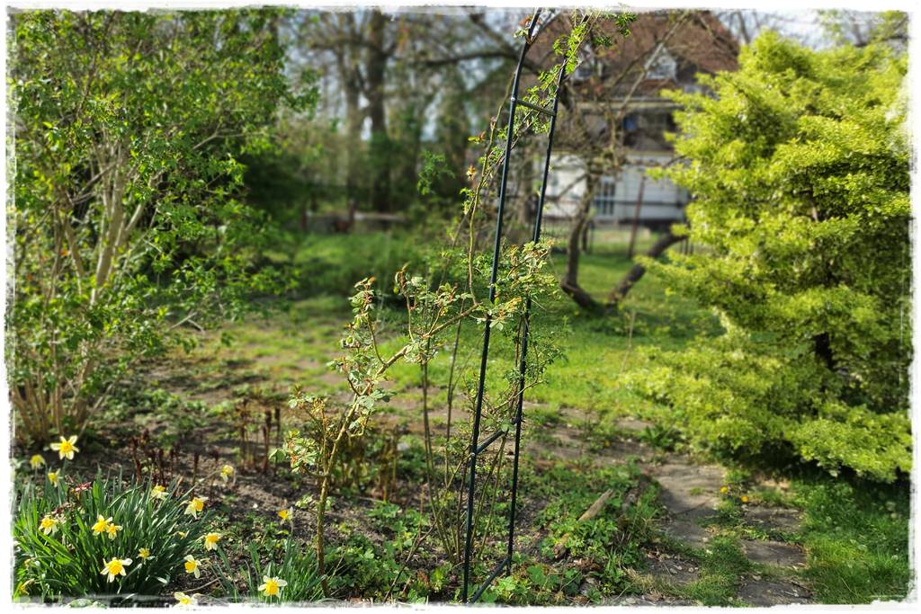 Jak podwiązać róże 6 Jak podwiązać róże 6