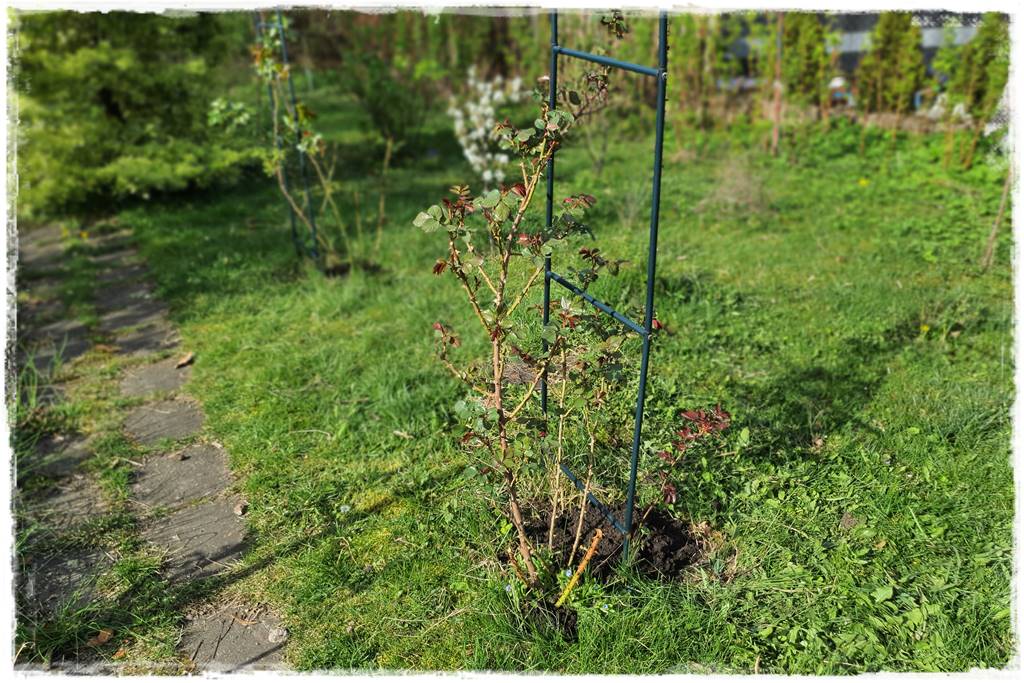 Jak podwiązać róże 6a Jak podwiązać róże 6a