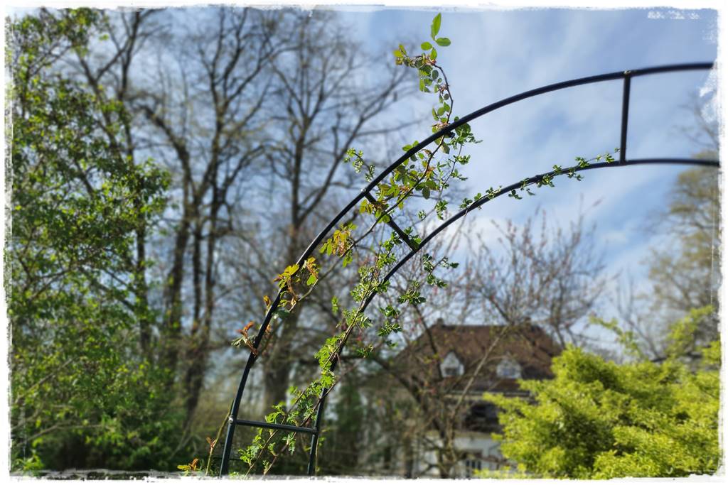 Jak podwiązać róże 6b Jak podwiązać róże 6b