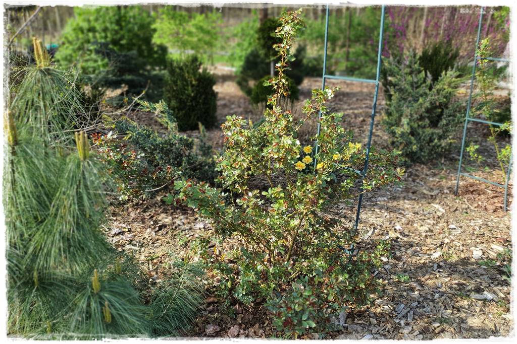 Jak podwiązać róże 6c Jak podwiązać róże 6c