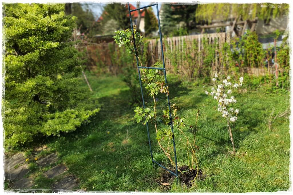 Jak podwiązać róże 7a Jak podwiązać róże 7a