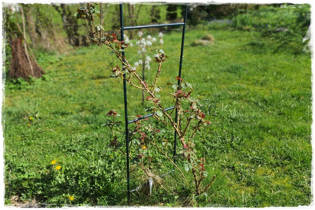 Jak podwiązać róże 7b Jak podwiązać róże 7b