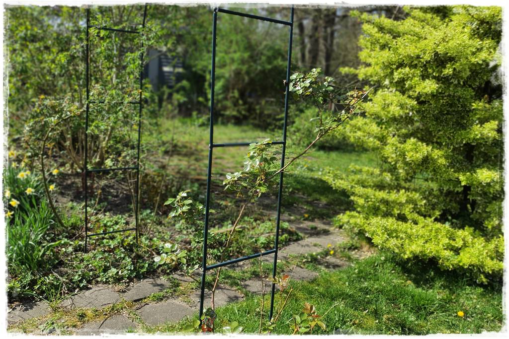 Jak podwiązać róże 7c Jak podwiązać róże 7c