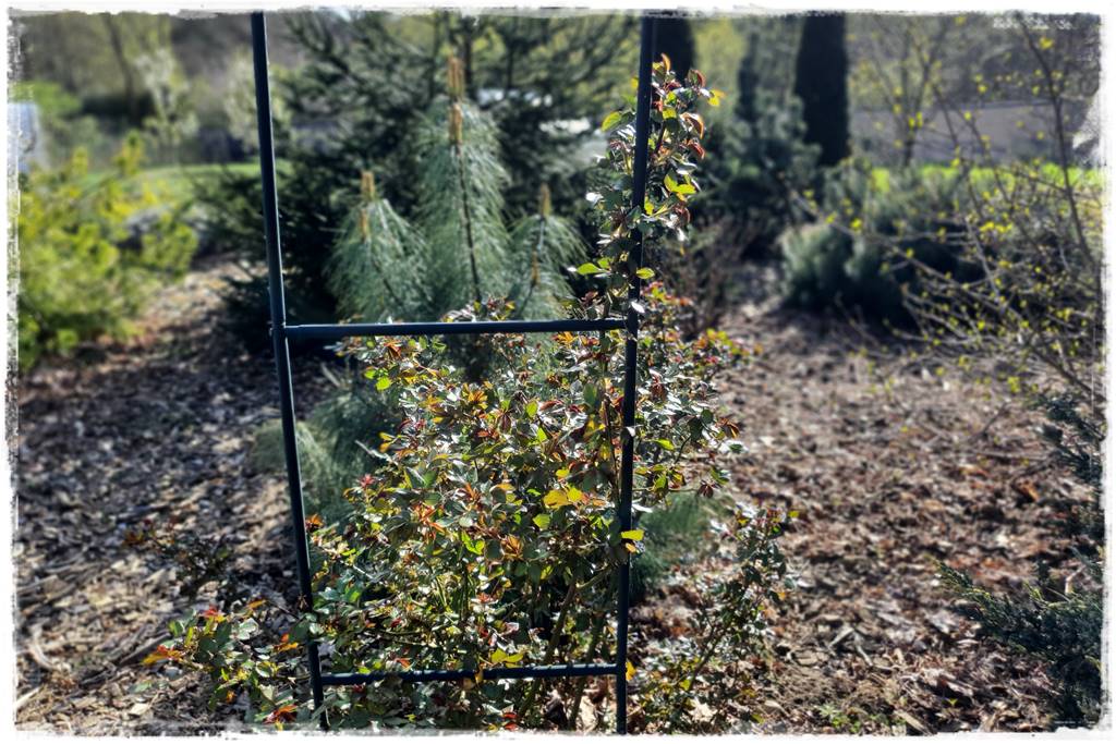 Jak podwiązać róże 8 Jak podwiązać róże 8