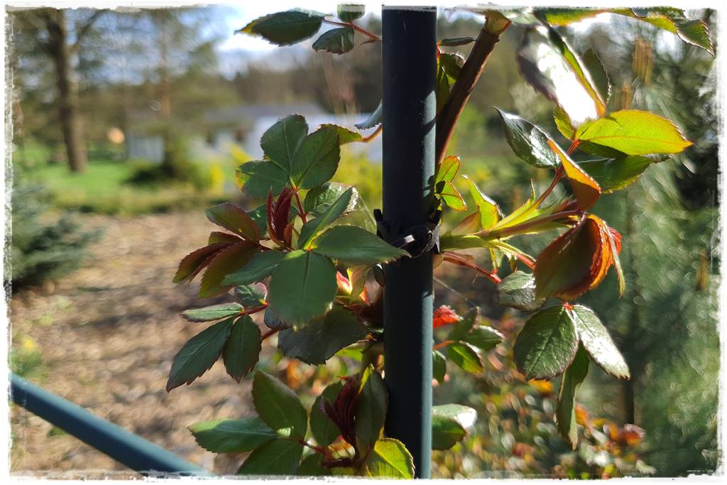 Jak podwiązać róże 8a Jak podwiązać róże 8a