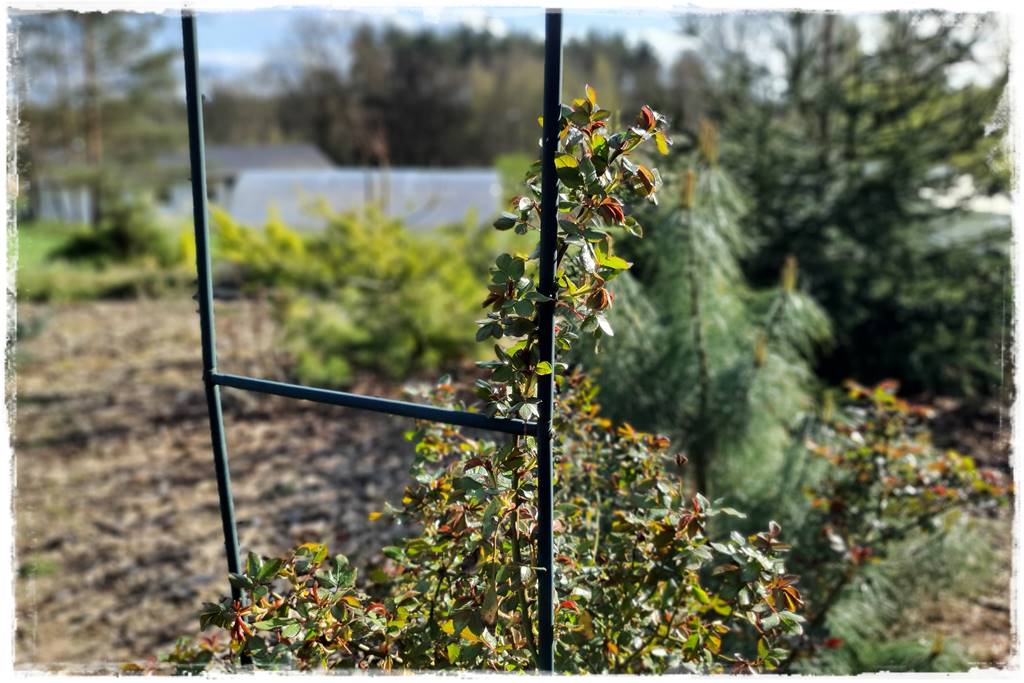 Jak podwiązać róże 8b Jak podwiązać róże 8b