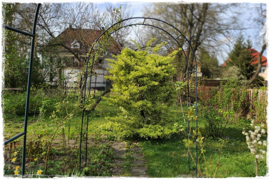 Jak podwiązać róże 8c Jak podwiązać róże 8c