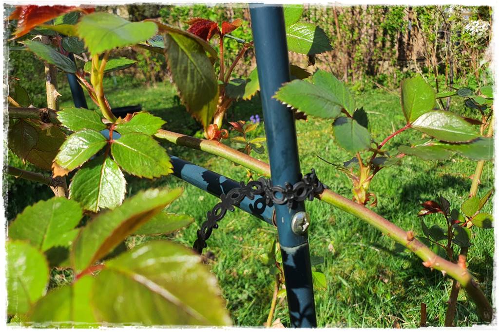 Jak podwiązać róże 9a Jak podwiązać róże 9a