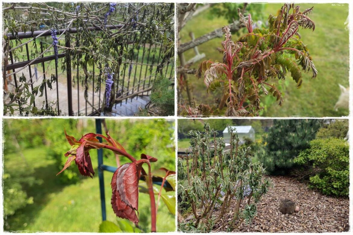 Jak pomóc roślinom po przymrozkach 0