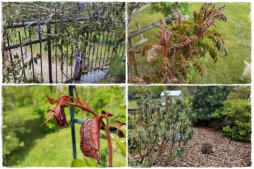 Jak pomóc roślinom po przymrozkach 0