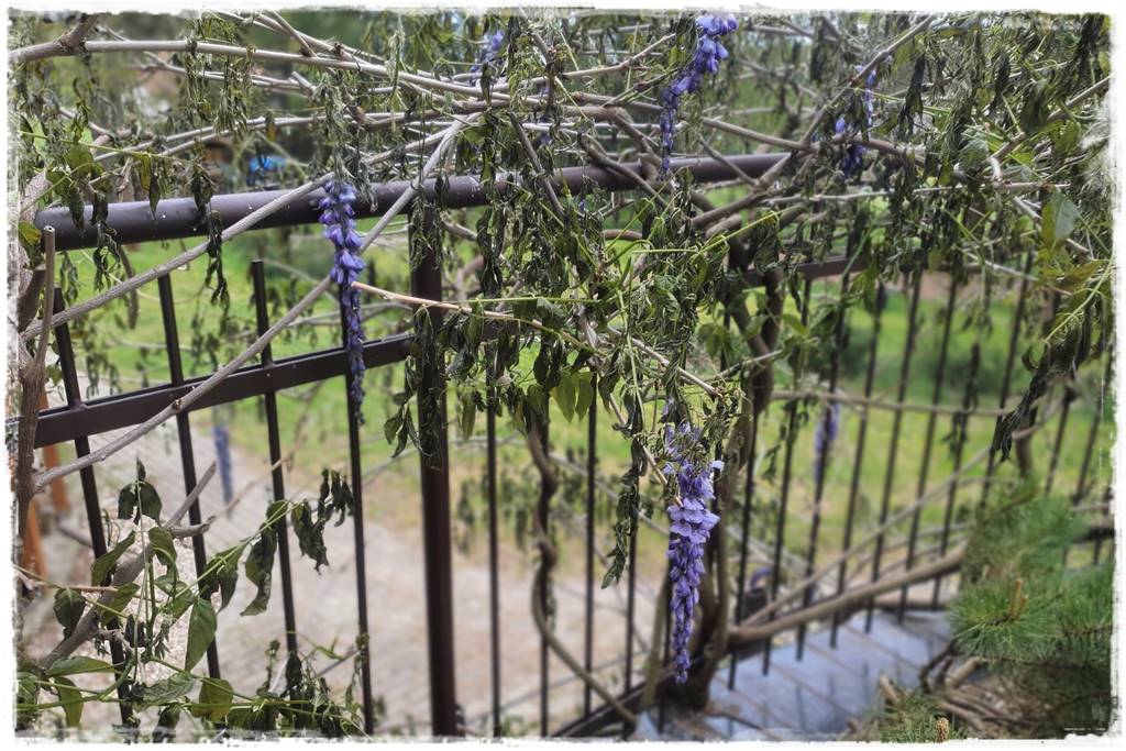 Jak pomóc roślinom po przymrozkach 1 Jak pomóc roślinom po przymrozkach 1