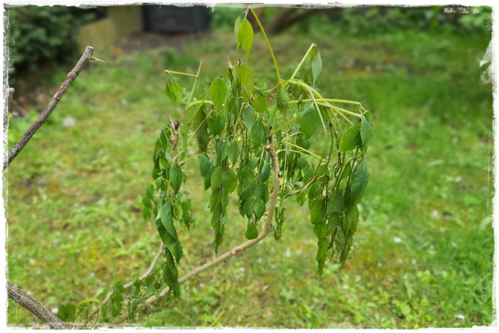 Jak pomóc roślinom po przymrozkach 10 Jak pomóc roślinom po przymrozkach 10