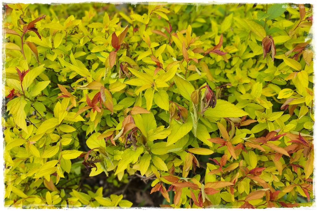 Jak pomóc roślinom po przymrozkach 11 Jak pomóc roślinom po przymrozkach 11