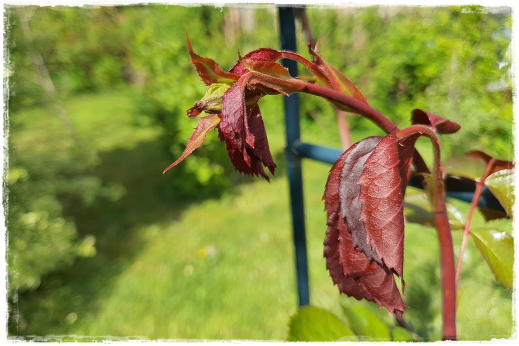 Jak pomóc roślinom po przymrozkach 12 Jak pomóc roślinom po przymrozkach 12