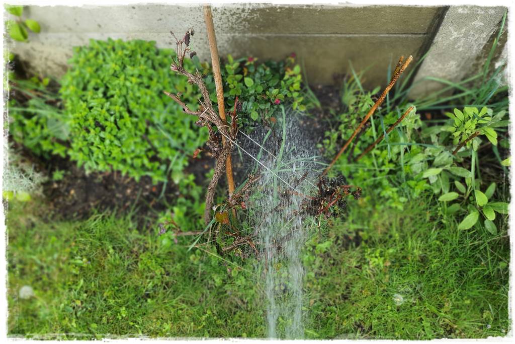 Jak pomóc roślinom po przymrozkach 13 Jak pomóc roślinom po przymrozkach 13