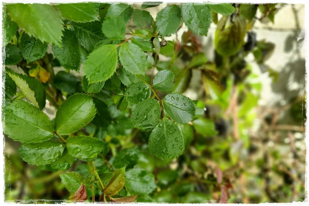 Jak pomóc roślinom po przymrozkach 14 Jak pomóc roślinom po przymrozkach 14