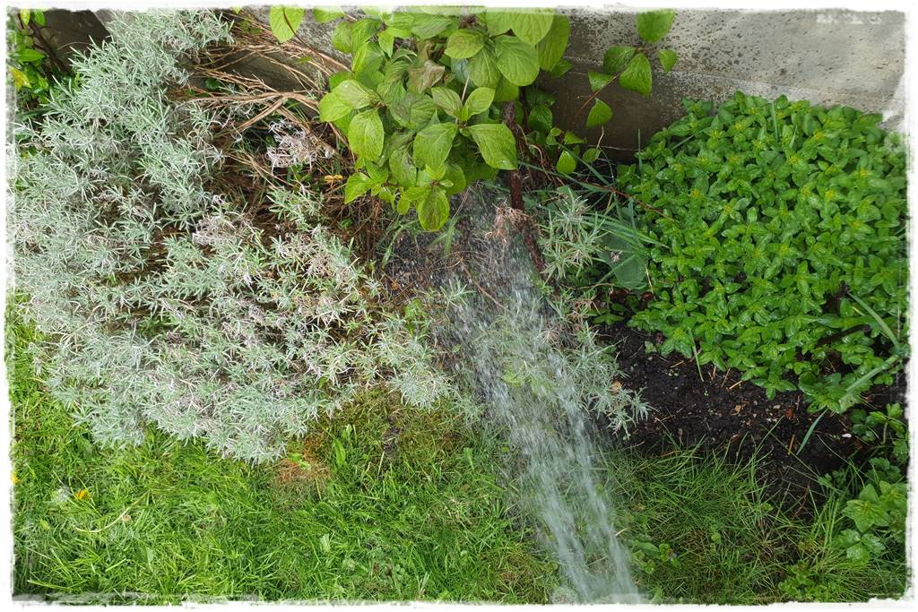 Jak pomóc roślinom po przymrozkach 15 Jak pomóc roślinom po przymrozkach 15