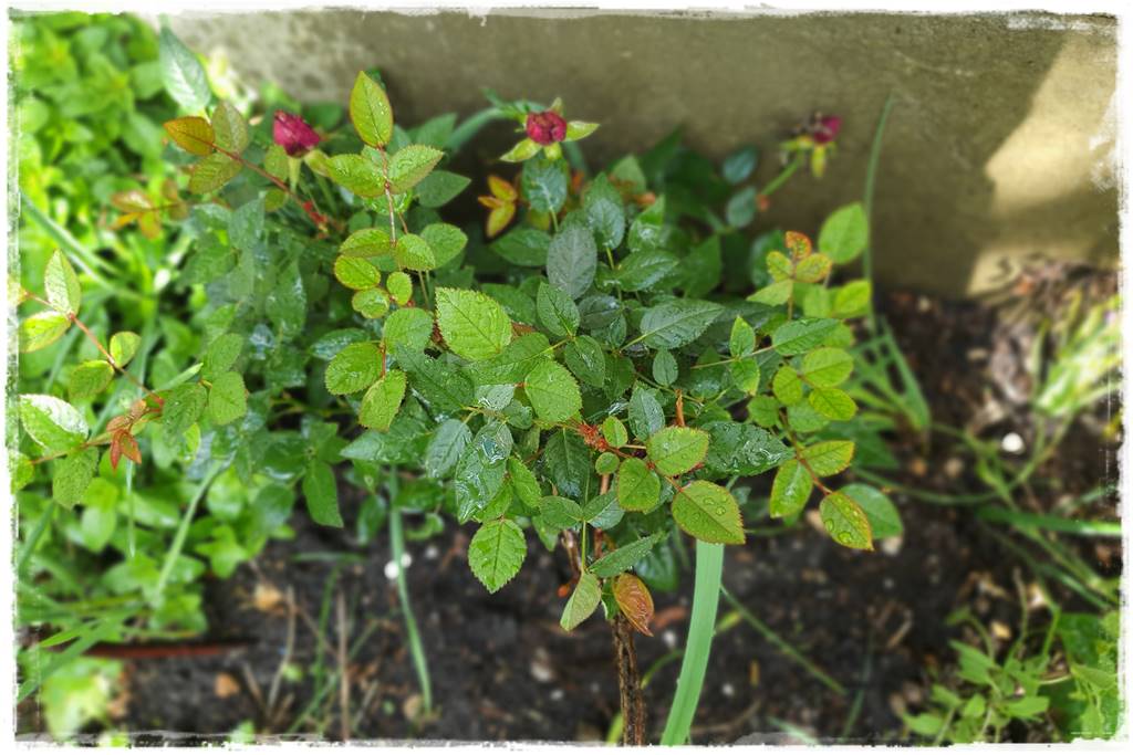 Jak pomóc roślinom po przymrozkach 16 Jak pomóc roślinom po przymrozkach 16