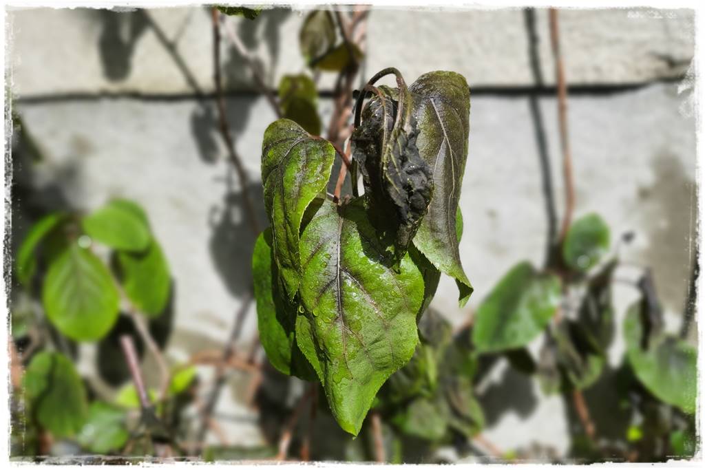 Jak pomóc roślinom po przymrozkach 17 Jak pomóc roślinom po przymrozkach 17