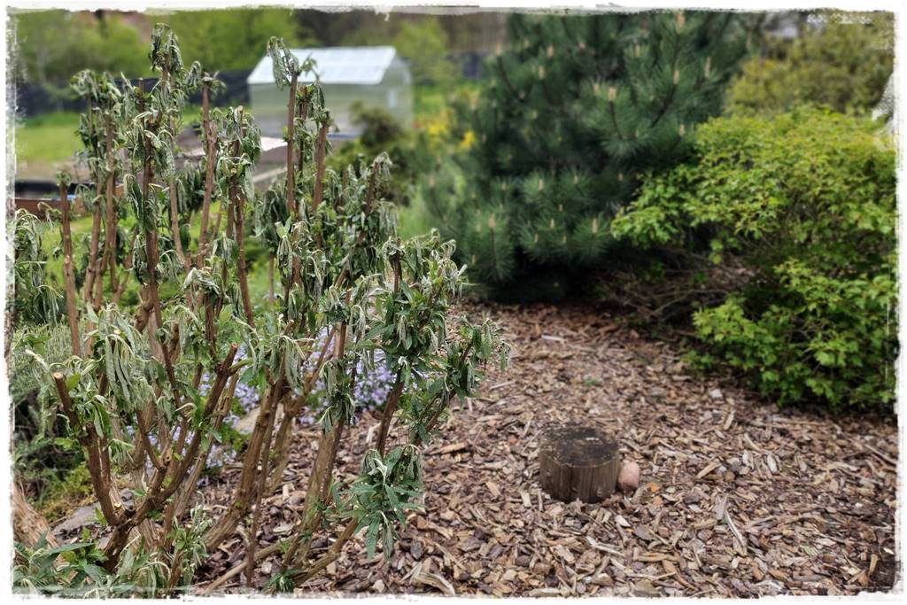 Jak pomóc roślinom po przymrozkach 2 Jak pomóc roślinom po przymrozkach 2